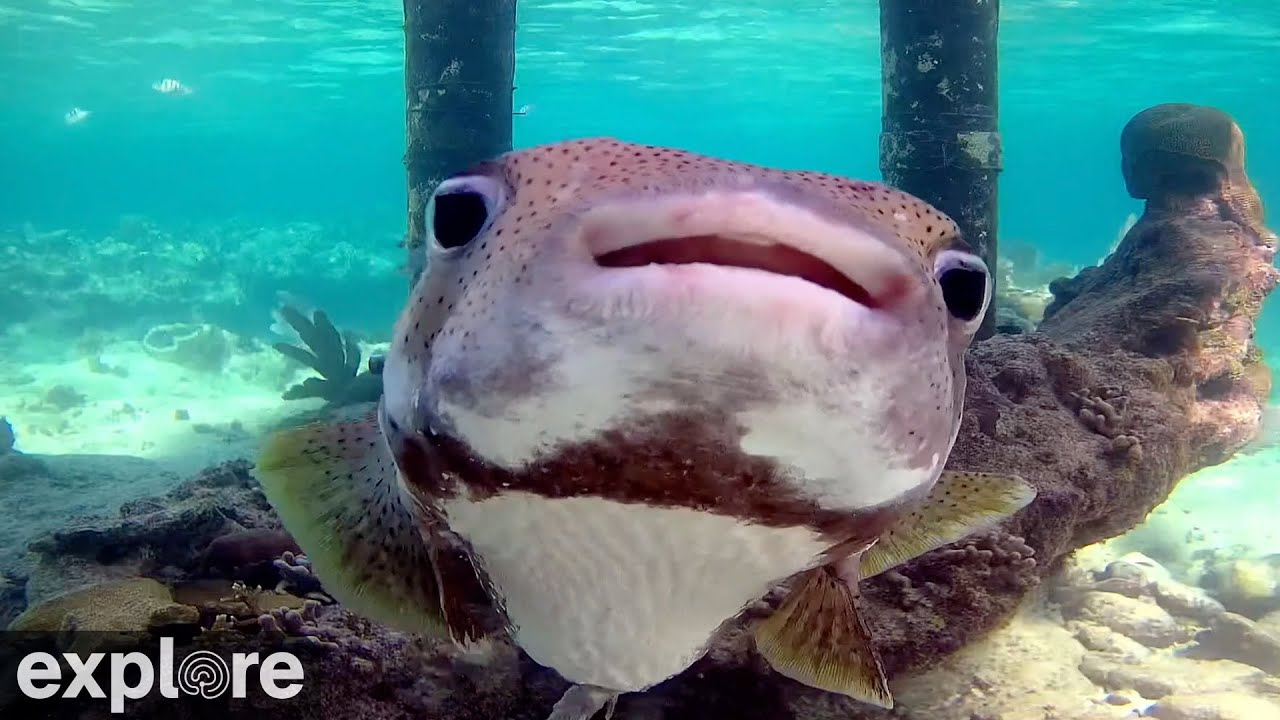 Utopia Village Back-of-Dock Underwater Reef Cams powered by …