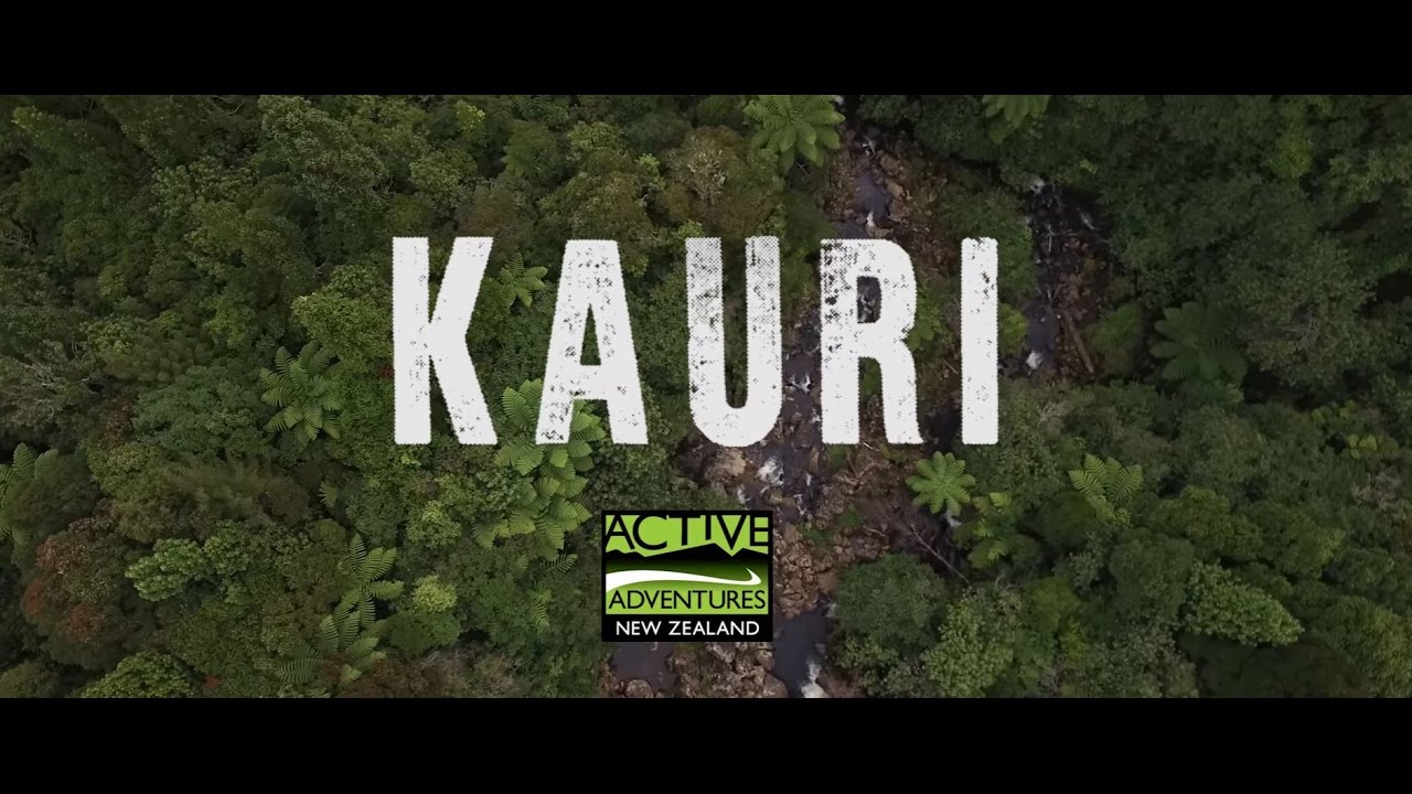 Ultimate North Island Adventure ‘Kauri’ trip