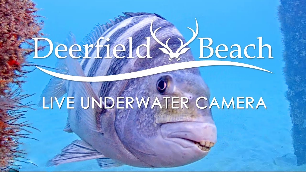 LIVE Deerfield Beach, FL USA – Underwater Camera