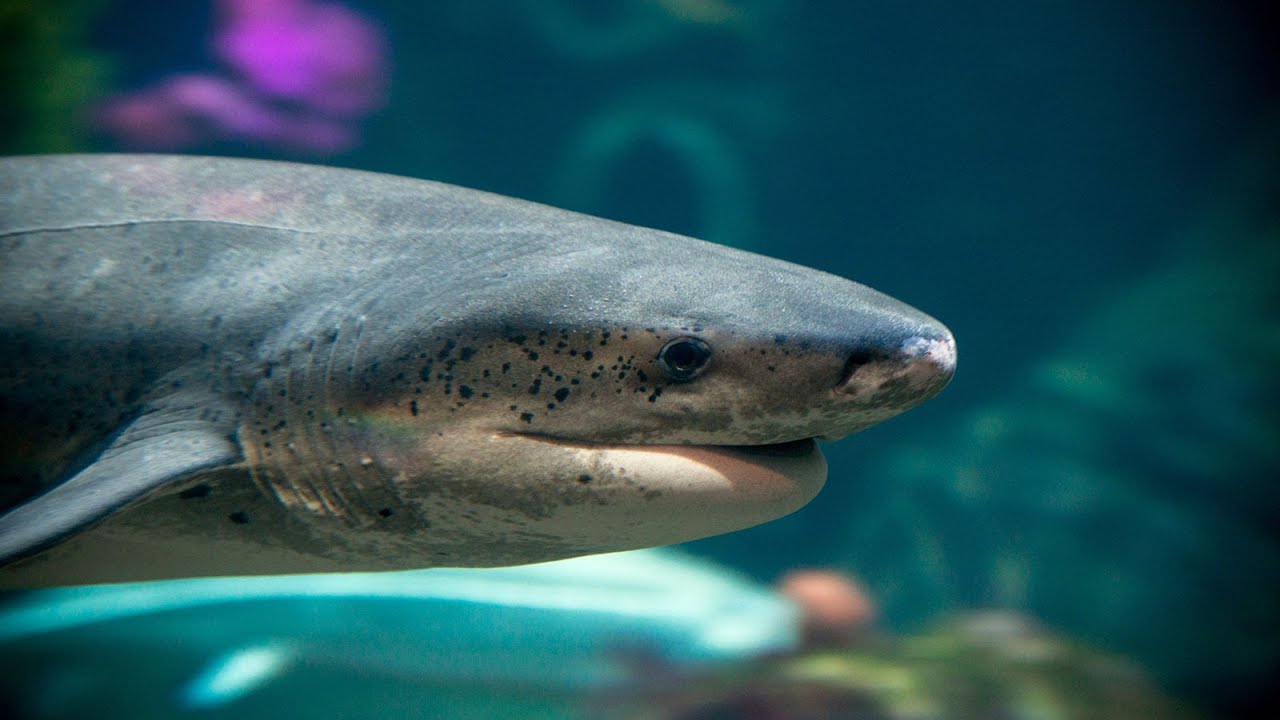 Live Shark Cam – Monterey Bay Aquarium