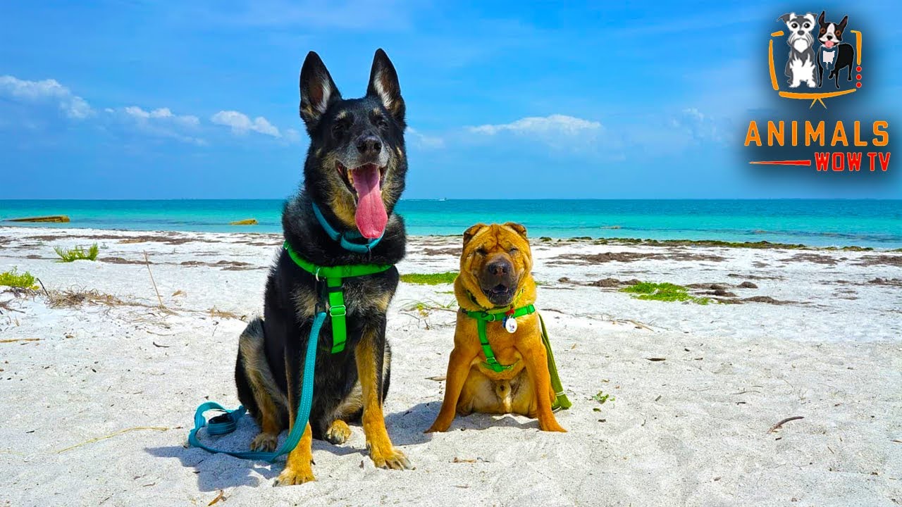 Top 10 Dog Friendly Vacations – Best Vacation Trips to take …