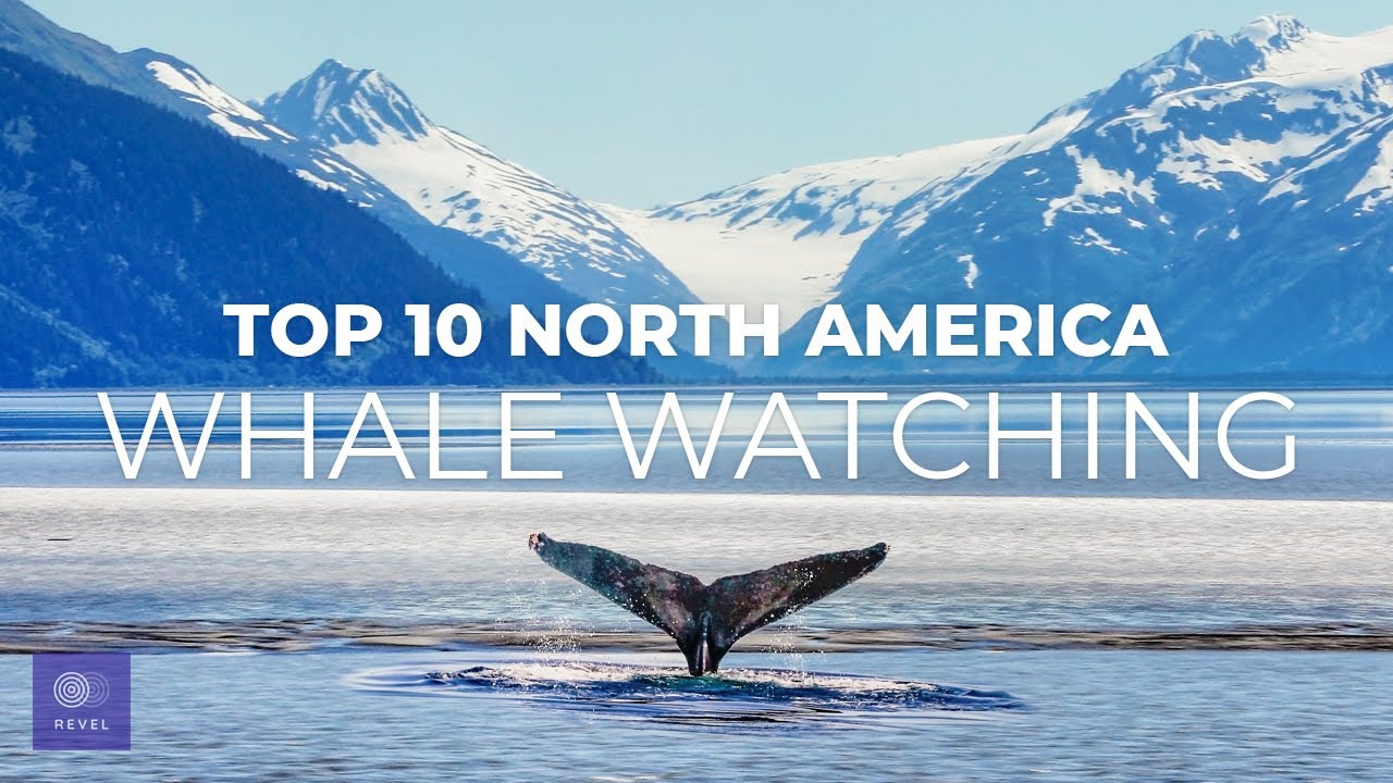 Top 10 Whale Watching Destinations | Best Whale Watching Tri…