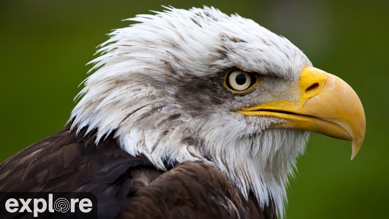 Decorah Eagles – North Nest powered by EXPLORE.org