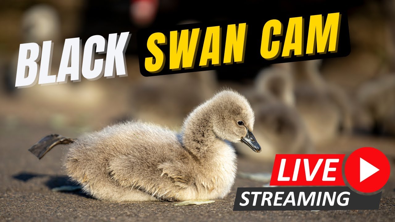 Black Swan Cam Dawlish Sponsored by Oakcliff Holiday Park