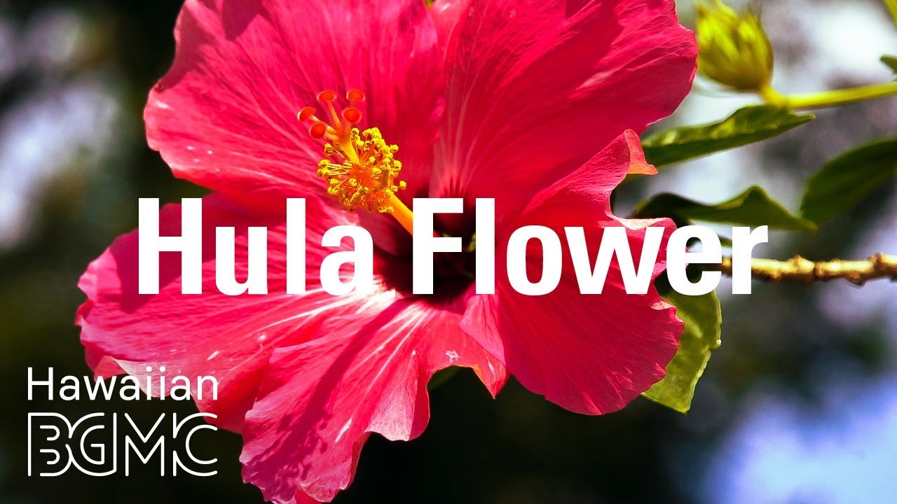 Hula Flower: Beautiful Tropical Music & Relaxing Hawaiia…