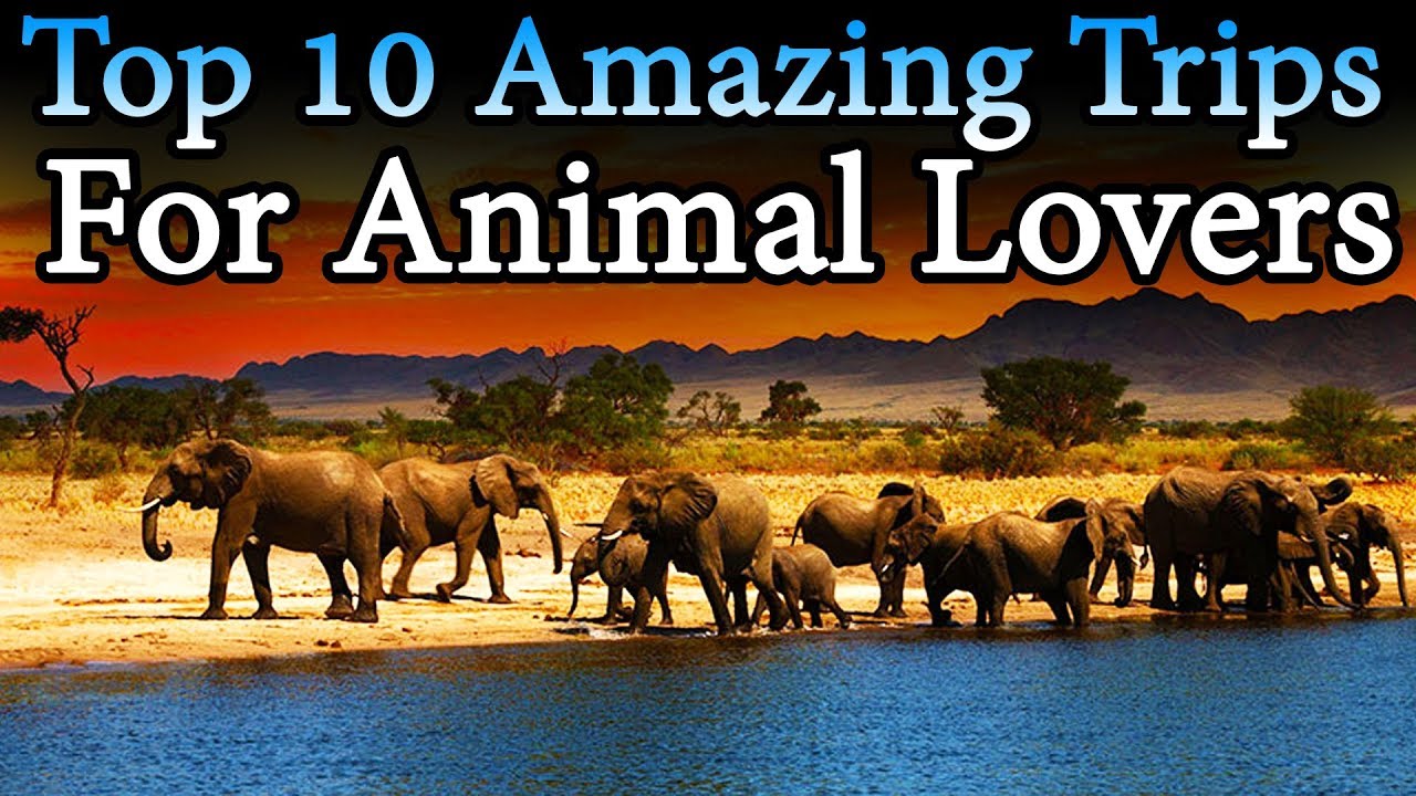 Top 10 Amazing Trips For Animal Lovers | Travel Nfx