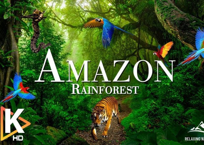 AMAZON 4K – The World's Largest Tropical Rainforest | Re…