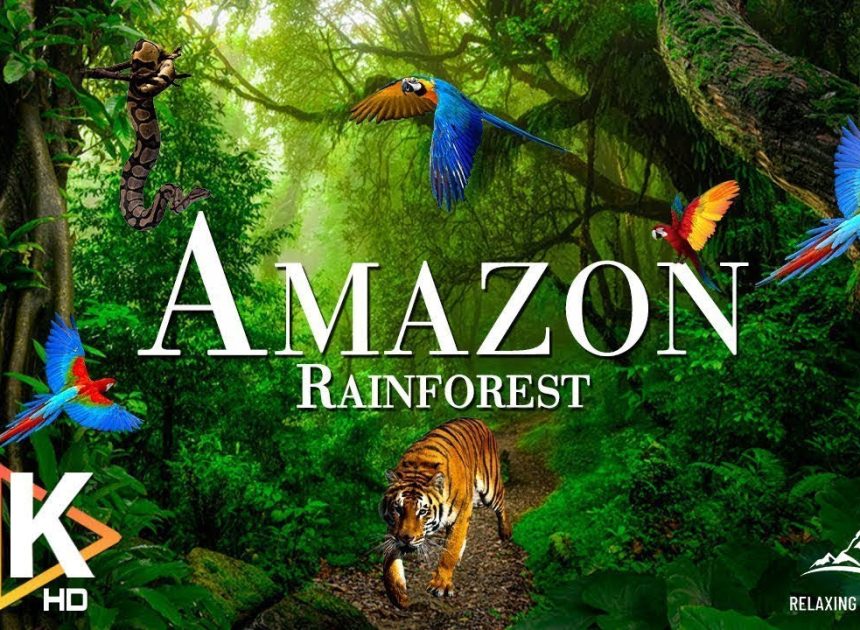 AMAZON 4K – The World's Largest Tropical Rainforest | Re…