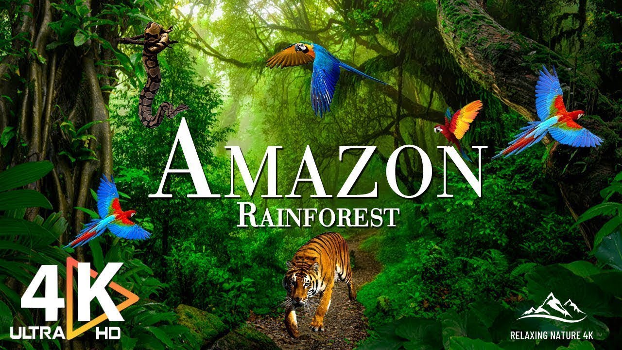 AMAZON 4K – The World's Largest Tropical Rainforest | Re…